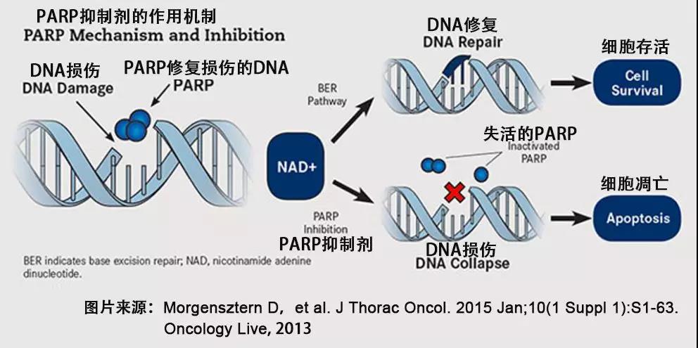 parp抑制剂是通过阻断dna错误的修复来发挥抗肿瘤效果