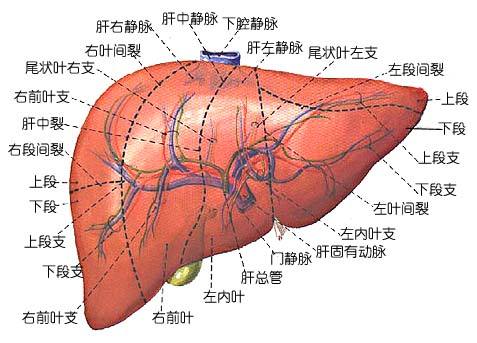 肝癌的这5大类靶向药都有哪些？