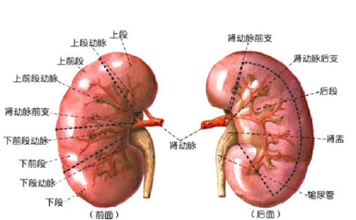 肾下极在哪图片