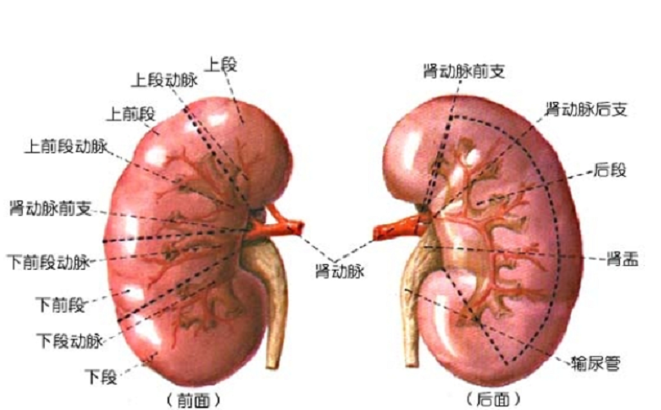 左肾右肾位置图片